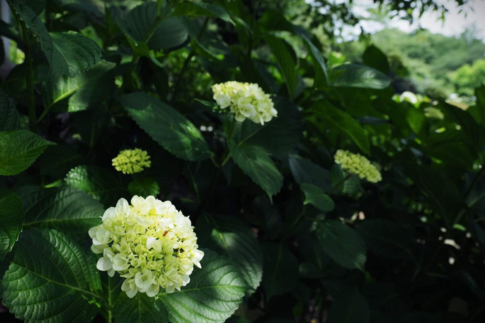 f:id:hisadoi:20210530110844j:plain