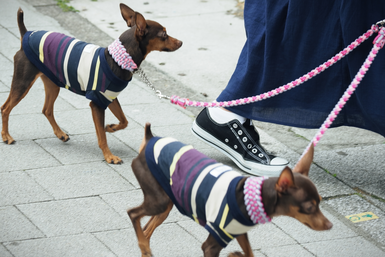 f:id:hisadoi:20210627103848j:plain