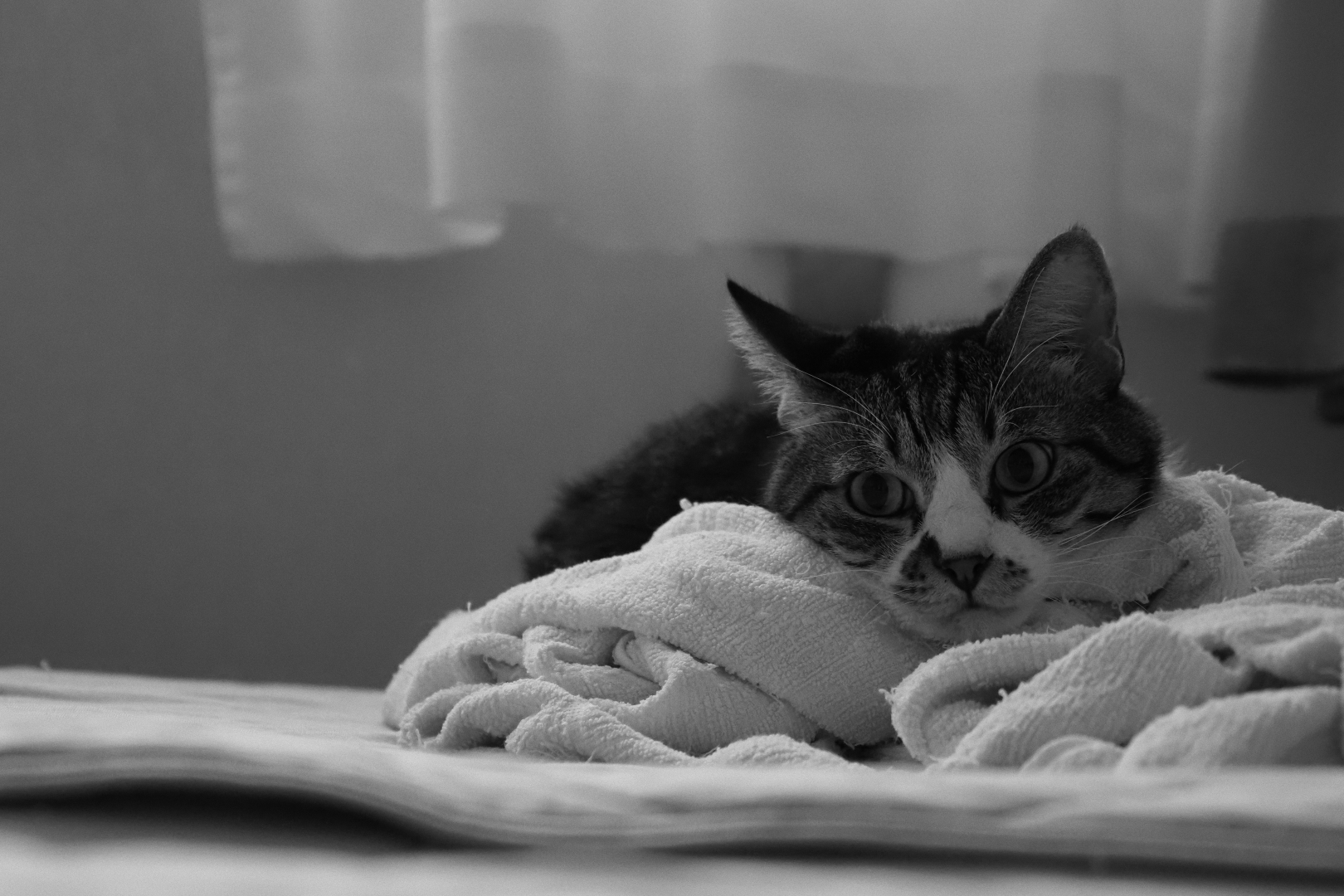 f:id:hisadoi:20210717175052j:plain