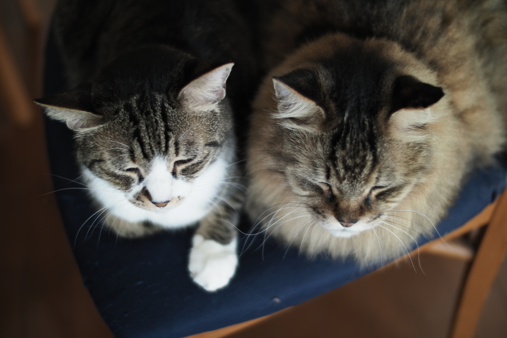 f:id:hisadoi:20210718162511j:plain