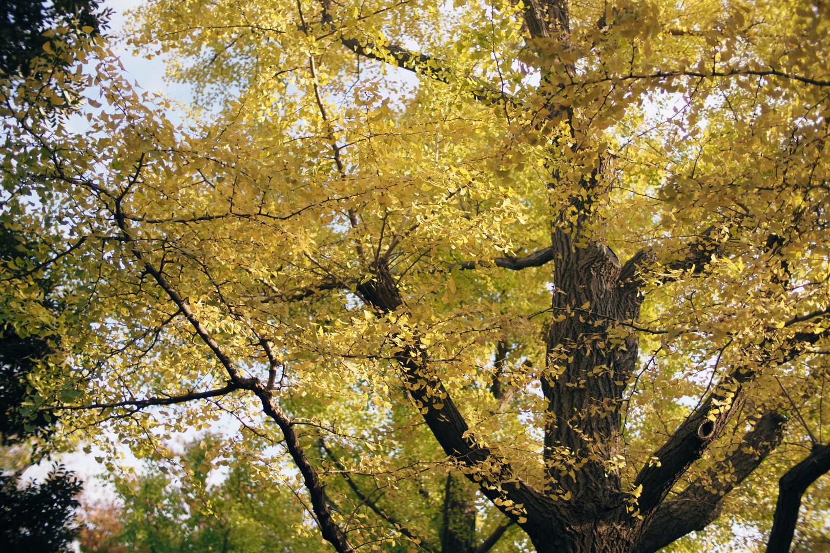 f:id:hisadoi:20211107150443j:plain