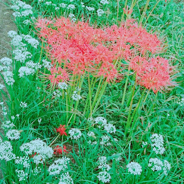 f:id:hisae-tate:20170922225619j:image