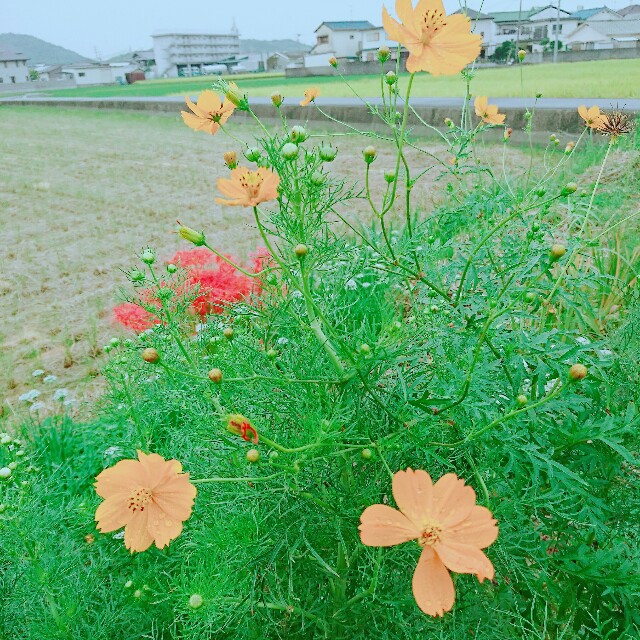 f:id:hisae-tate:20170922225657j:image