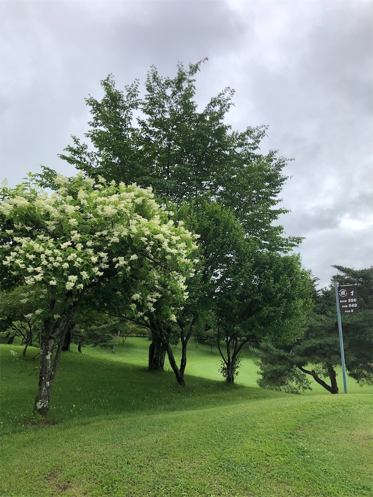 f:id:hisafish:20190707223216j:image