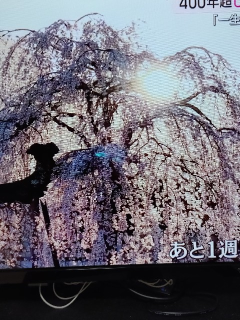 f:id:hisako110chang:20260505215549j:image f:id:hisako110chang:20260505215549j:image