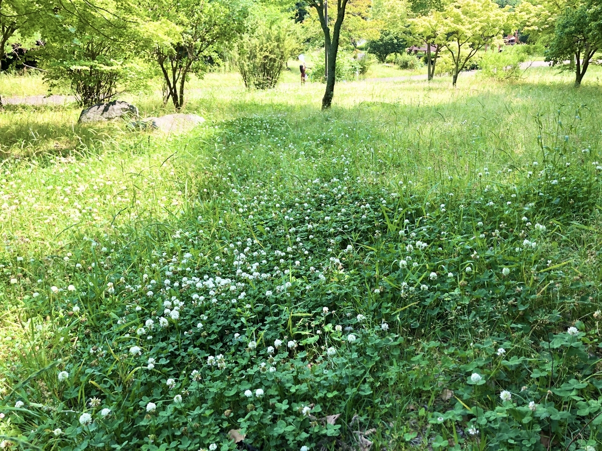 f:id:hisakokk:20200604021933j:plain