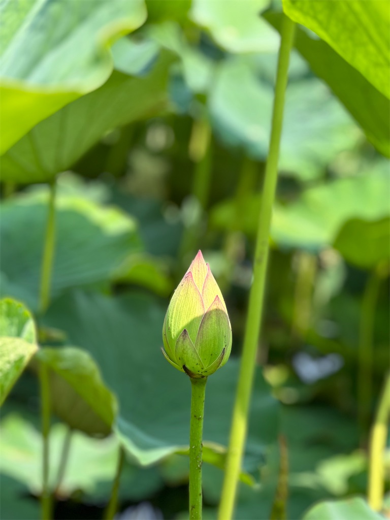 f:id:hisakokk:20230707165154j:image f:id:hisakokk:20230707165154j:image