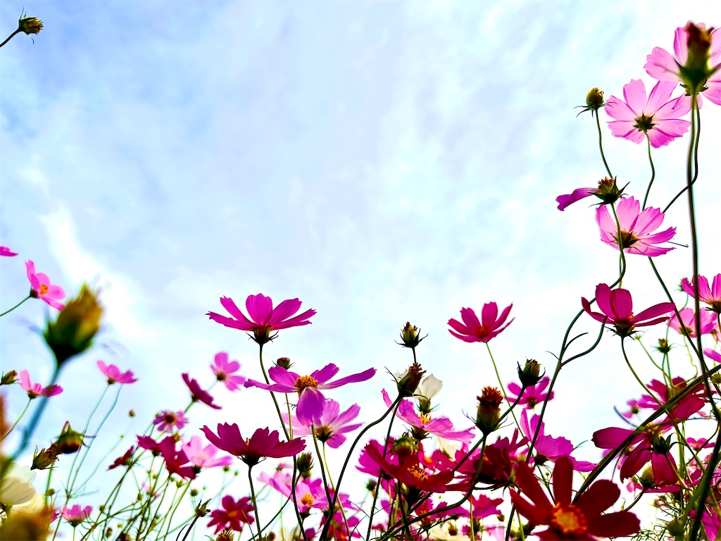 f:id:hisakokk:20241105235322j:image