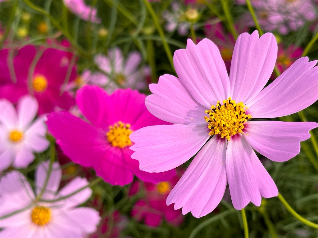 f:id:hisakokk:20241105235339j:image