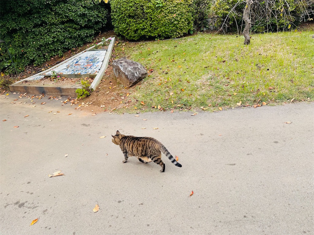 f:id:hisakokk:20241105235404j:image