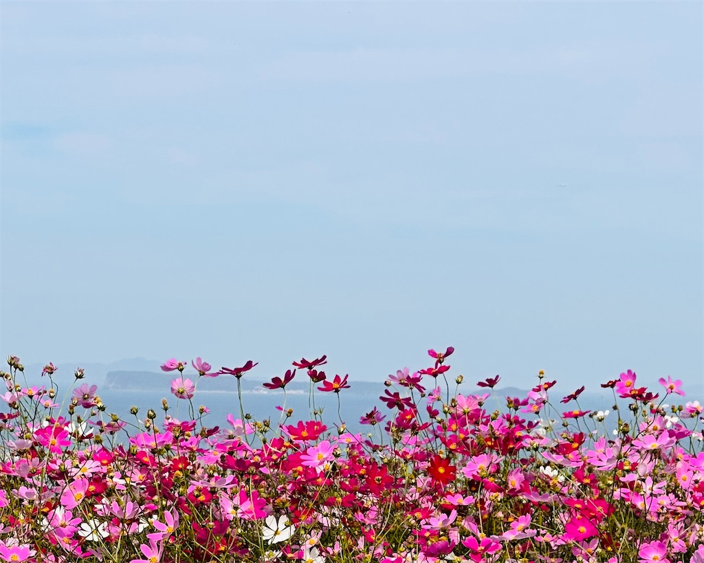 f:id:hisakokk:20241105235419j:image