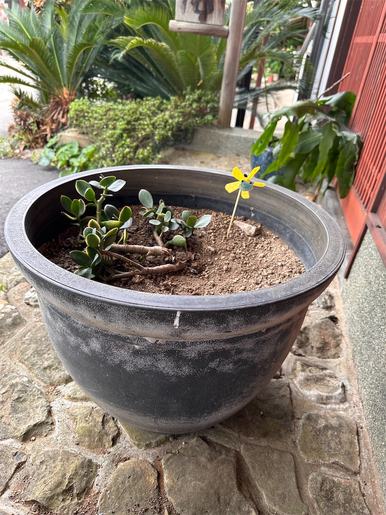 f:id:hisakokk:20241105235437j:image