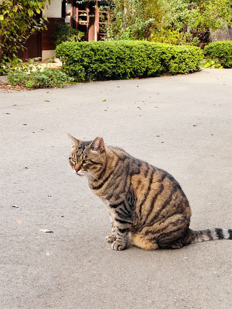 f:id:hisakokk:20241105235452j:image