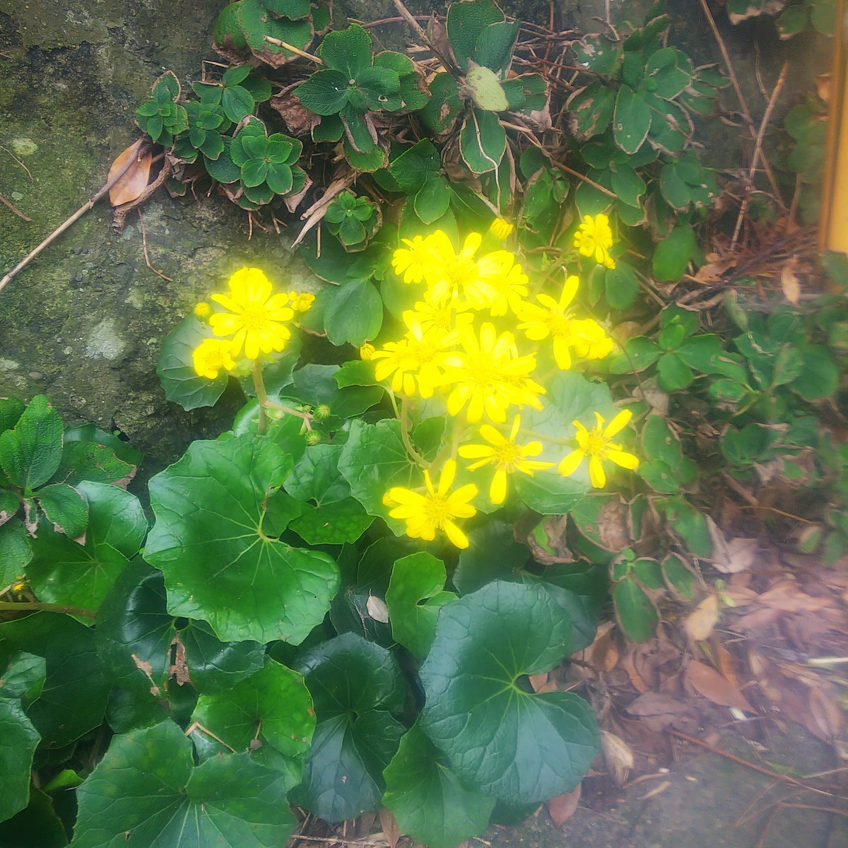f:id:hisakotakauchi:20200103103711j:image
