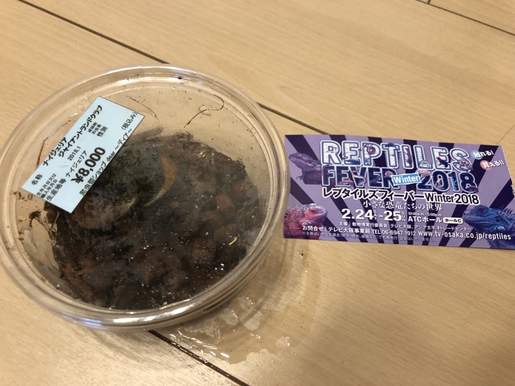 レプタイルズフィーバー18冬 Ism 内外共に多事多難 レプタイルズフィーバー18冬 Ism 内外共に多事多難