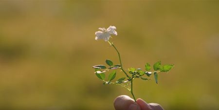 ネタバレ有 映画 いつまた君と 何日君再来 感想 レビューとあらすじ徹底解説 家族愛に心打たれる実話ベースのホームドラマの傑作 あいむあらいぶ