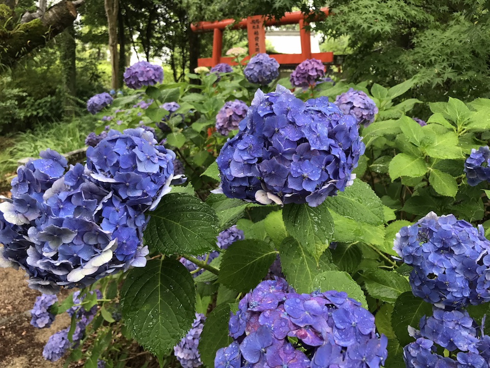 2017　櫛田宮　紫陽花