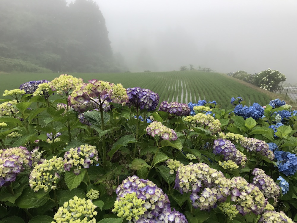 2017　神埼　紫陽花