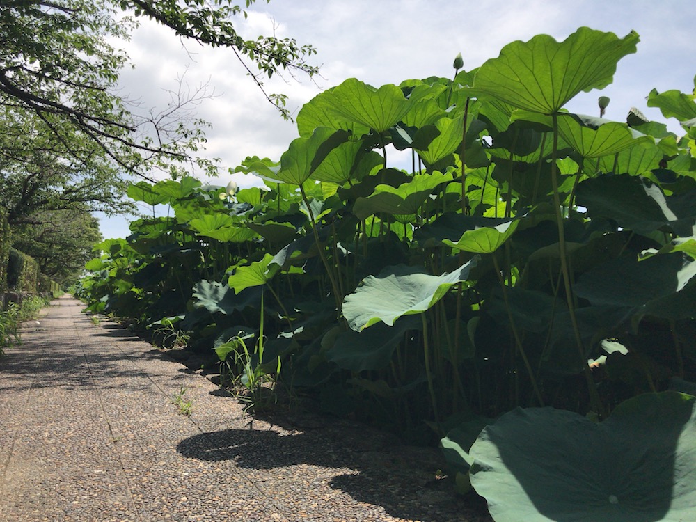 2017佐賀城公園
