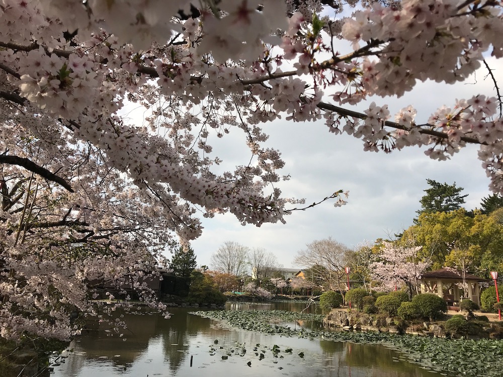 2019 神野公園　桜