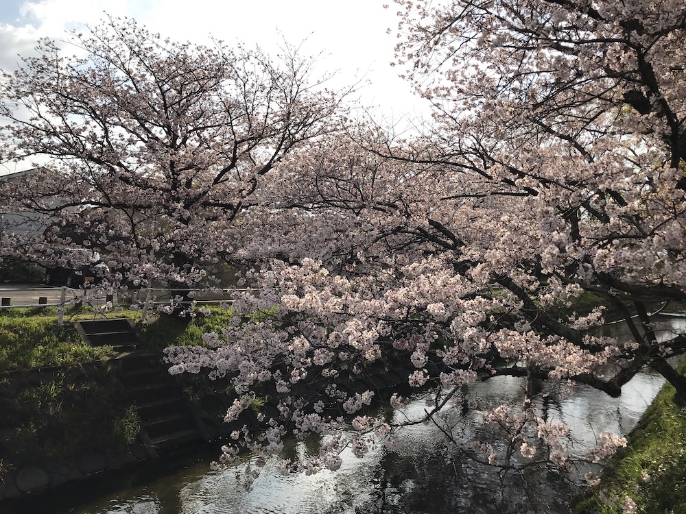 2019 多布施川　桜