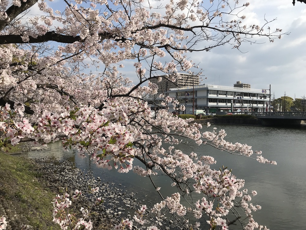 2019 佐賀県庁前　桜