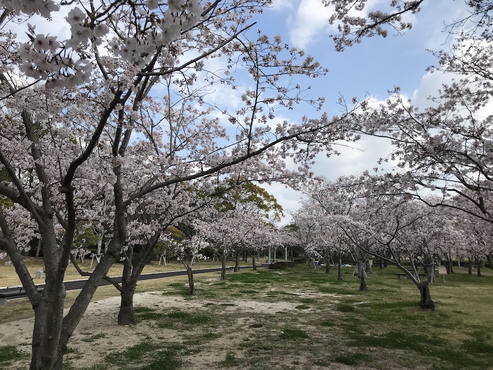 2019 佐賀森林公園　桜