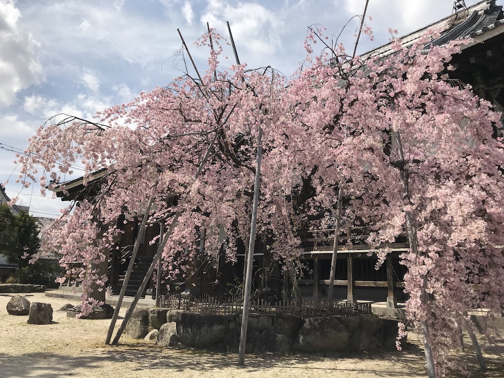 2019 願正寺　枝垂れ桜満開
