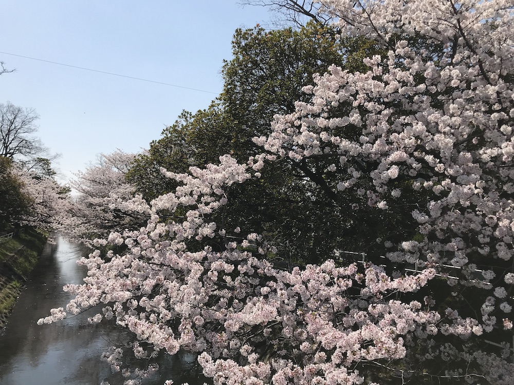 2020 多布施川沿い　桜満開