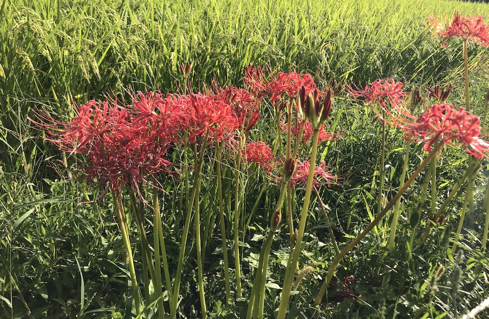 小城　江里山　彼岸花
