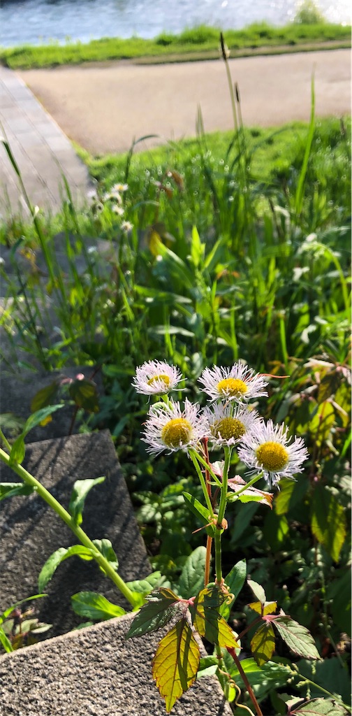 f:id:hisohisomaturi:20220430175205j:image