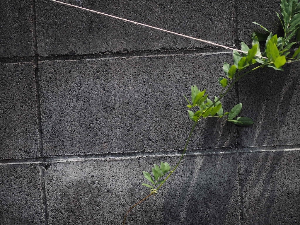 f:id:hisohisomaturi:20240619175828j:image