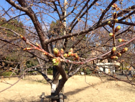 f:id:hissa:20130210114310j:image