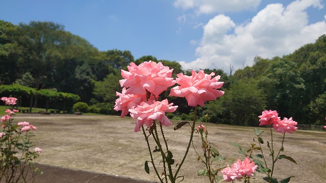 f:id:historyninjin:20260723230603j:image