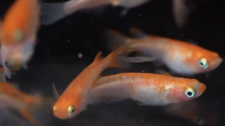 f:id:historynt-02bs:20210516152024j:plain