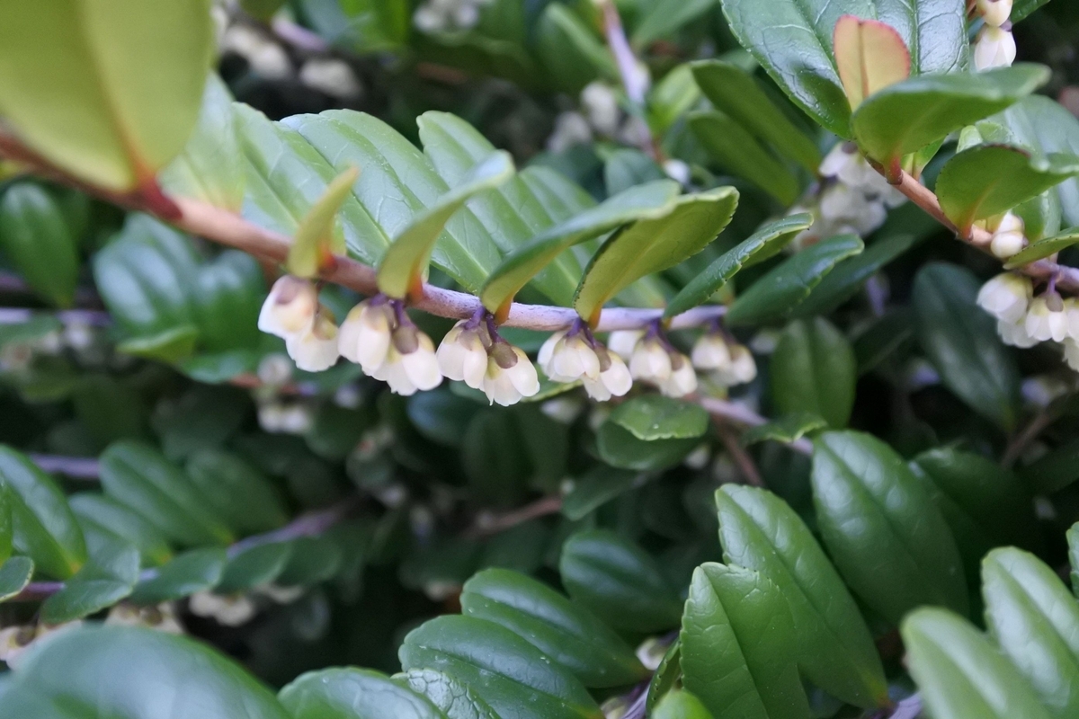 ガス漏れの臭い?ハマヒサカキ開花中 - ケセラセラ~なるようになるさ