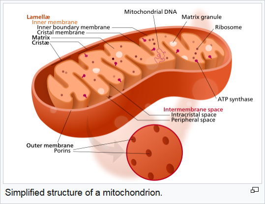 f:id:hit-us_con-cats:20211125063734p:plain