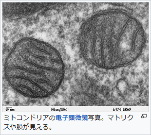 f:id:hit-us_con-cats:20211125063820p:plain