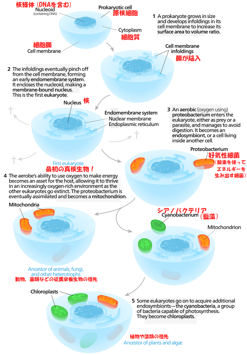 f:id:hit-us_con-cats:20211125064717p:plain