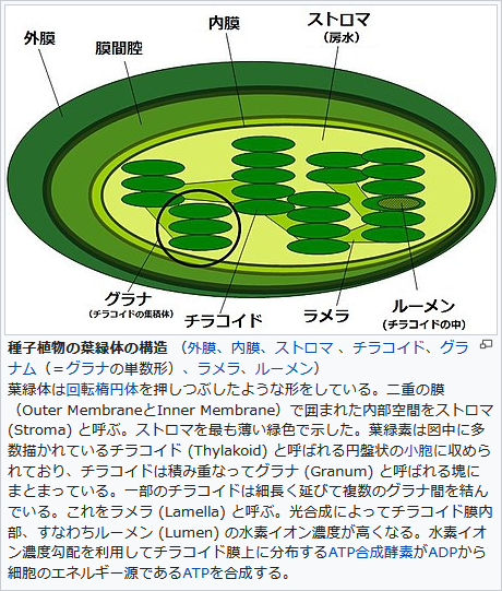 f:id:hit-us_con-cats:20211126061543p:plain