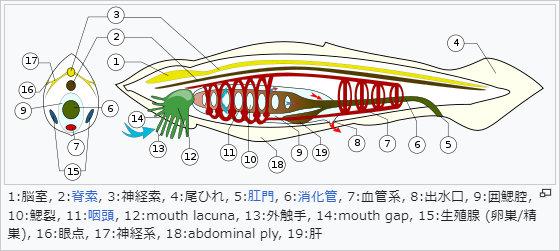 ナメクジウオ: 頭索動物の生物学 | 安井 金也, 窪川 かおる |本