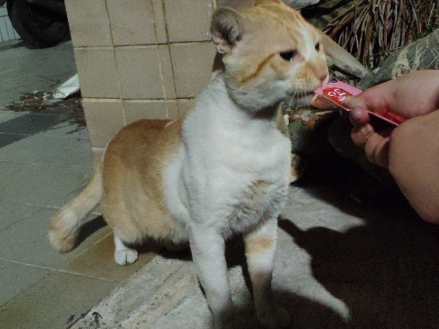 f:id:hitachibana:20190510012640j:image f:id:hitachibana:20190510012640j:image