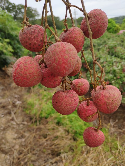 f:id:hitachibana:20200330080150j:image f:id:hitachibana:20200330080150j:image