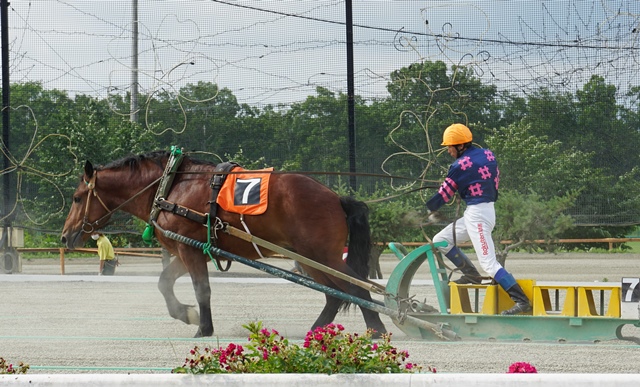 f:id:hitachibana:20200711144305j:plain f:id:hitachibana:20200711144305j:plain