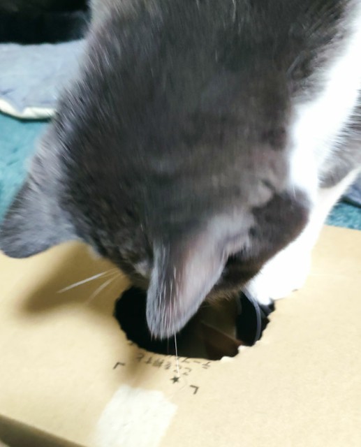 f:id:hitachibana:20201025212653j:image