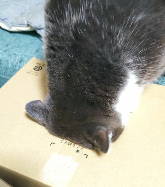 f:id:hitachibana:20201025212855j:image
