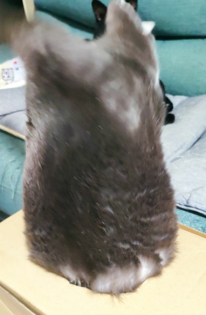 f:id:hitachibana:20201025213007j:image