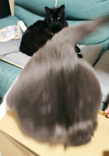f:id:hitachibana:20201025213026j:image