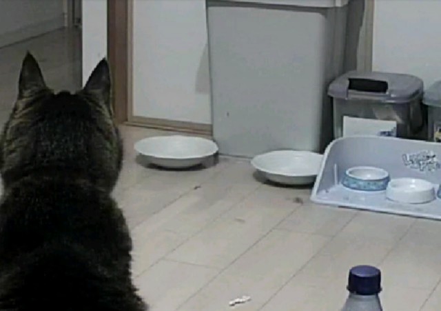 f:id:hitachibana:20201123095356j:image f:id:hitachibana:20201123095356j:image