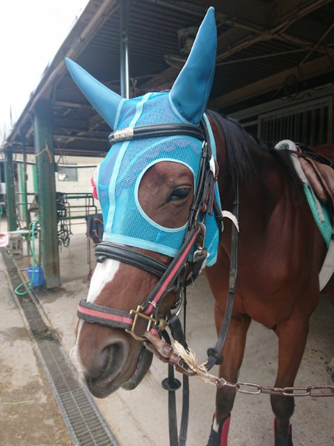 f:id:hitachibana:20201208014737j:image